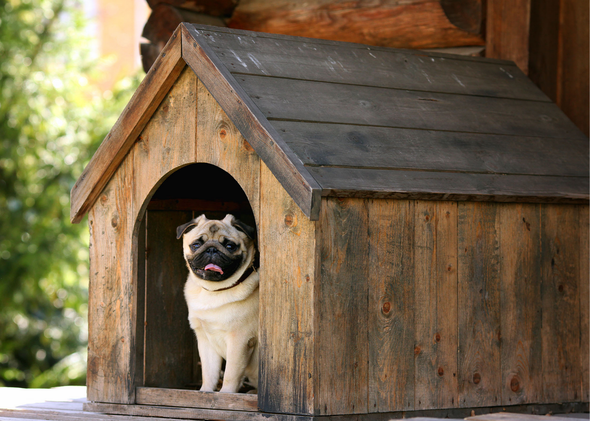 Doghouses: Why You Should Consider Investing In One