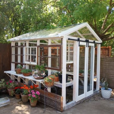garden shed with clear siding and shelving being used as a greenhouse