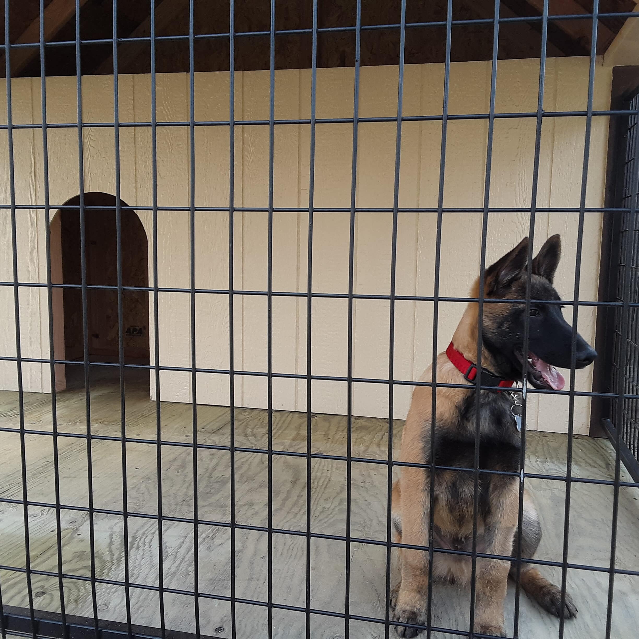 german Shepard inside dog cabin