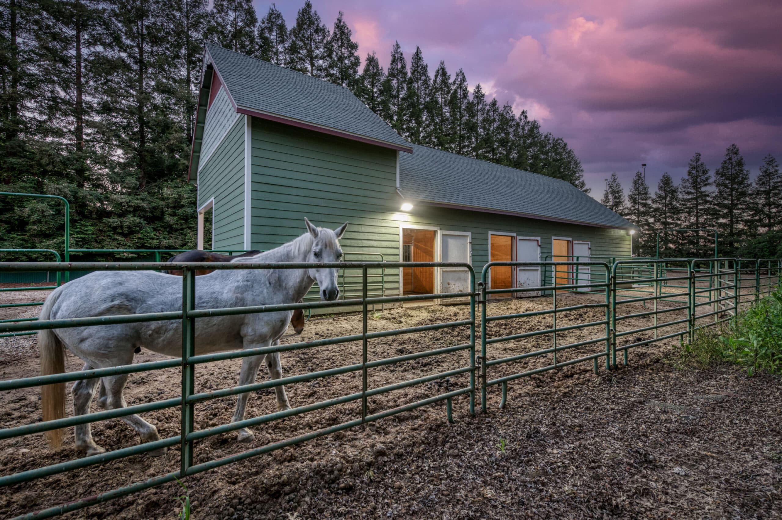 gray horse in pasture behind green custom horse barn with three exit doors from each horse stalls